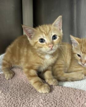 Liberty Biberty (with And Doug) -  Domestic Short Hair Cat for Adoption in Richmond, Virginia - Liberty Biberty (with And Doug) | PetCurious