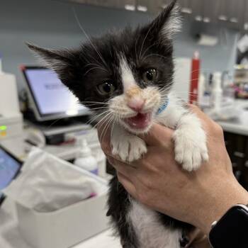 Bandit* -  Domestic Short Hair Cat for Adoption in San Gabriel, California - Bandit* | PetCurious