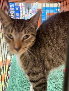 Otto -  Domestic Short Hair Cat for Adoption in Yardley, Pennsylvania - Otto | PetCurious