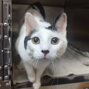 Rescue Domestic Short Hair Cats for Adoption in Ottawa, Kansas - Butterfly | PetCurious