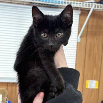 Domestic Short Hair Cats Available for Adoption - Vic | PetCurious