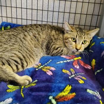 Rescue Domestic Short Hair Cats for Adoption in Medford, Oregon - Tortellini | PetCurious