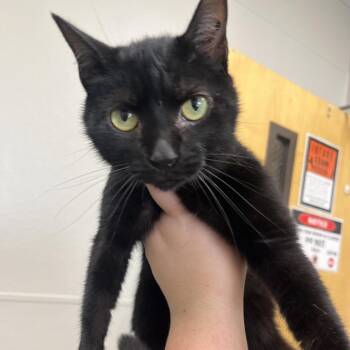 Domestic Short Hair Cats Available for Adoption in Columbiana, Alabama - Flower | PetCurious