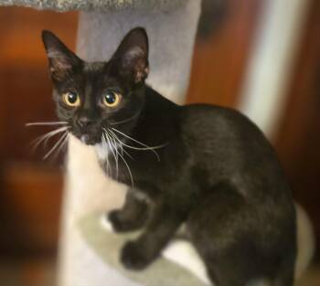 Joey -  Domestic Short Hair Cat for Adoption in Watertown, Wisconsin - Joey | PetCurious