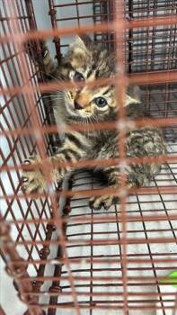 Domestic Short Hair Cats Available for Adoption in Houston, Texas - A654740 | PetCurious