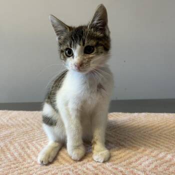 IVHS-Stray-139876 -  Domestic Short Hair Cat for Adoption in San Gabriel, California - IVHS-Stray-139876 | PetCurious