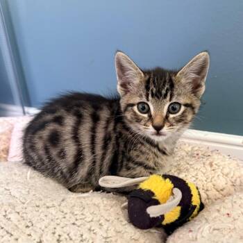 Hazy -  Domestic Short Hair Cat for Adoption in Marshall, Virginia - Hazy | PetCurious