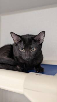 Swordfish -  Domestic Short Hair Cat for Adoption in Seattle, Washington - Swordfish | PetCurious