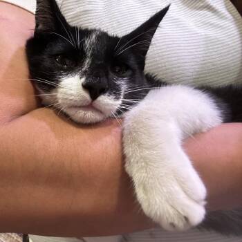 CHIEF -  Domestic Short Hair Cat for Adoption in Long Beach, California - CHIEF | PetCurious