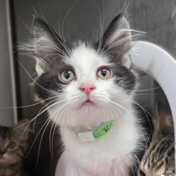 Rinky -  Domestic Medium Hair Cat for Adoption in Fort Wayne, Indiana - Rinky | PetCurious