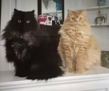 Himalayan Cats Available for Adoption - JELLY BEAN & BABY KITTY | PetCurious