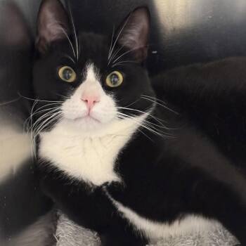 Domestic Short Hair and Tuxedo Cats Available for Adoption in Winchendon, Massachusetts - Binks | PetCurious