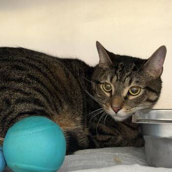 Graphite (Charlie) -  Domestic Short Hair and Mixed Breed Cat for Adoption in Gloucester, Virginia - Graphite (Charlie) | PetCurious