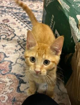 Arjun -  Domestic Short Hair Cat for Adoption in Fort Lupton, Colorado - Arjun | PetCurious