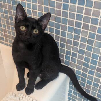 Rescue Domestic Short Hair Cats for Adoption in Fort Lauderdale, Florida - Poppy | PetCurious