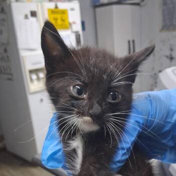 Norman -  Domestic Short Hair Cat for Adoption in Summerville, South Carolina - Norman | PetCurious