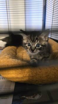 Chun Li -  Domestic Short Hair Cat for Adoption in Pacifica, California - Chun Li | PetCurious