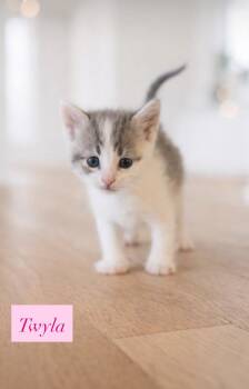 Tabby Cats Available for Adoption - Twyla | PetCurious