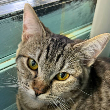 Rescue Domestic Short Hair Cats for Adoption in Victoria, British Columbia - Blitzen | PetCurious