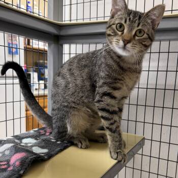 Clarence -  Domestic Short Hair Cat for Adoption in Senatobia, Mississippi - Clarence | PetCurious