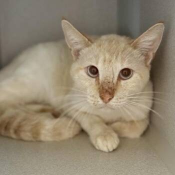 Domestic Short Hair Cats Available for Adoption in Red Bluff, California - *Lightning | PetCurious