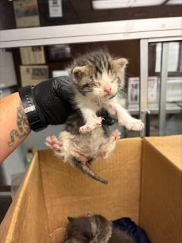 MILLIE -  Domestic Short Hair Cat for Adoption in Stockton, California - MILLIE | PetCurious