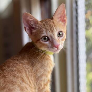 Gavi -  Domestic Short Hair Cat for Adoption in Tustin, California - Gavi | PetCurious