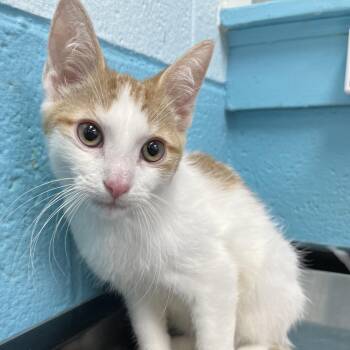 Mills -  Domestic Short Hair Cat for Adoption in Philadelphia, Pennsylvania - Mills | PetCurious