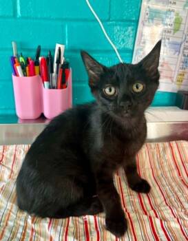 Talia -  Domestic Short Hair Cat for Adoption in Moundsville, West Virginia - Talia | PetCurious