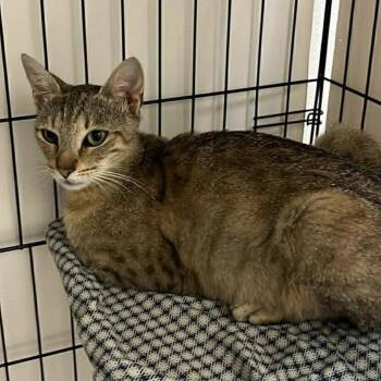Rhea -  Domestic Short Hair Cat for Adoption in Candler, North Carolina - Rhea | PetCurious