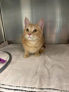 Molly -  Domestic Short Hair Cat for Adoption in Boone, Iowa - Molly | PetCurious