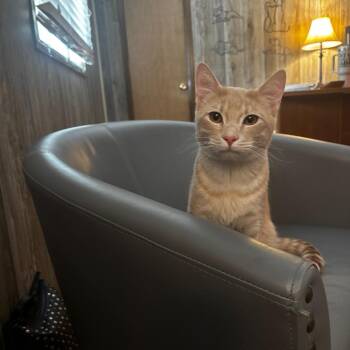 Domestic Short Hair Cats Available for Adoption in Tulsa, Oklahoma - Butter Scotch | PetCurious