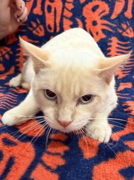 Siamese Cats Available for Adoption in Vacaville, California - Edgar | PetCurious