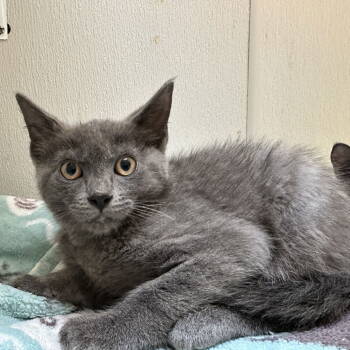 Rescue Domestic Short Hair Cats for Adoption in Dallas, Texas - Tom Thumb | PetCurious