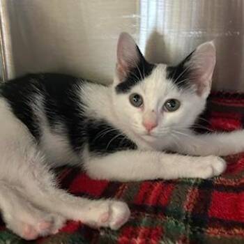 Paisley -  Domestic Short Hair Cat for Adoption in Knoxville, Tennessee - Paisley | PetCurious