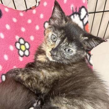 Cider -  Domestic Short Hair Cat for Adoption in Los Angeles, California - Cider | PetCurious