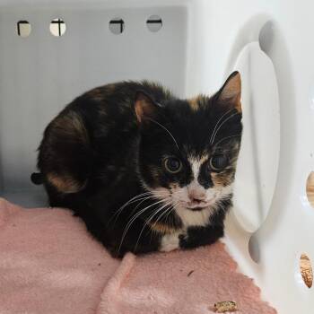 Olive -  Domestic Short Hair Cat for Adoption in Ridgely, Maryland - Olive | PetCurious