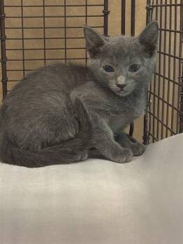 MAX -  Domestic Short Hair Cat for Adoption in Doral, Florida - MAX | PetCurious