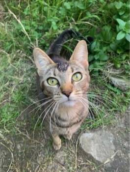 Rescue Domestic Short Hair Cats for Adoption in Lakewood, California - Citlali | PetCurious