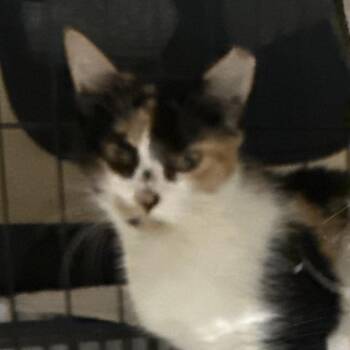 Khaleesi -  Domestic Short Hair Cat for Adoption in South Miami, Florida - Khaleesi | PetCurious
