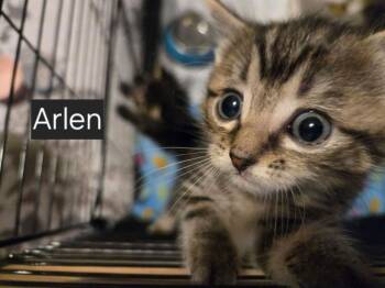 Arlen -  Domestic Short Hair Cat for Adoption in Papillion, Nebraska - Arlen | PetCurious