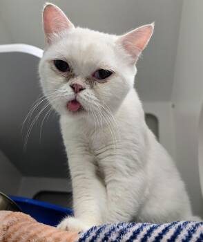 6-428 Q-tip -  British Shorthair Cat for Adoption in Lindenhurst, New York - 6-428 Q-tip | PetCurious