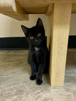 Derrick -  Domestic Short Hair Cat for Adoption in Fargo, North Dakota - Derrick | PetCurious