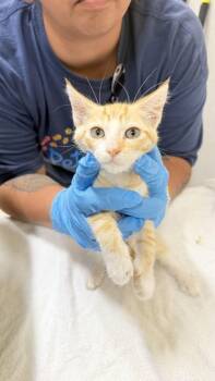 Chonk -  Domestic Short Hair Cat for Adoption in Honolulu, Hawaii - Chonk | PetCurious