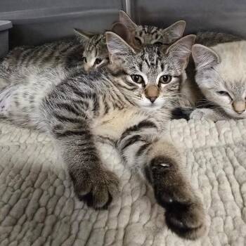 Miso -  Domestic Short Hair Cat for Adoption in Spokane, Washington - Miso | PetCurious