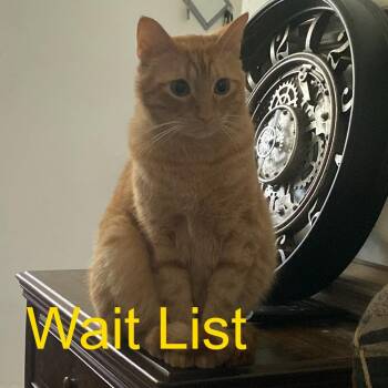 Stitch -  Domestic Short Hair Cat for Adoption in Livingston, Texas - Stitch | PetCurious