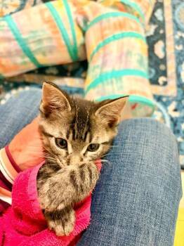Baxter -  Domestic Short Hair Cat for Adoption in Fort Collins, Colorado - Baxter | PetCurious