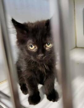Domestic Medium Hair Cats Available for Adoption - Bellona | PetCurious
