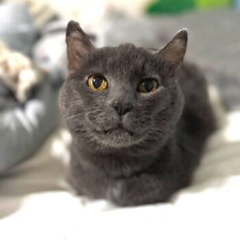 Rescue Domestic Short Hair and Russian Blue Cats for Adoption in Rochester, Minnesota - Loretta | PetCurious
