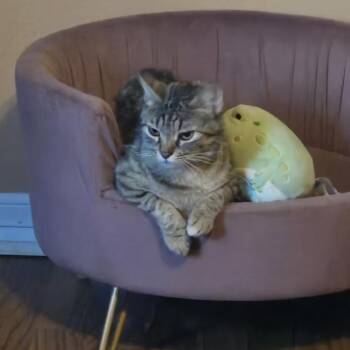 Rescue Domestic Short Hair Cats for Adoption in Bentonville, Arkansas - Jade | PetCurious